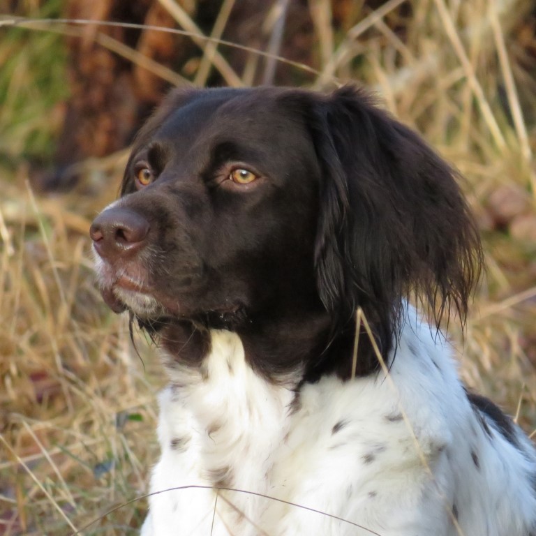Vera